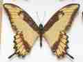 Papilio lycophron aberration (Internet Image property of respective owner, non-commercial use only)
